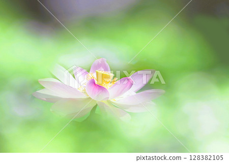 淡粉紅色蓮花2 128382105