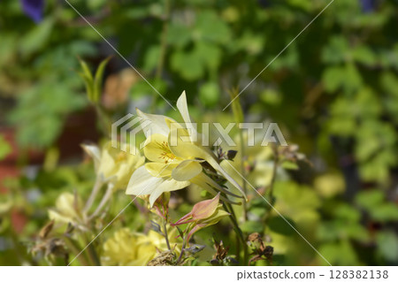 Columbine Spring Yellow 128382138