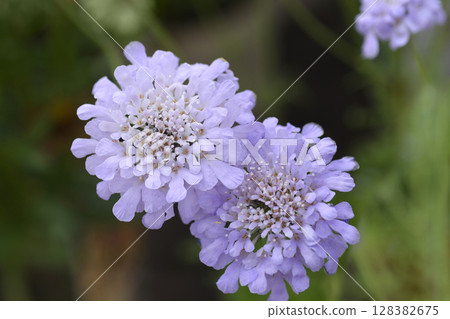 Dove scabious Flutter Deep Blue 128382675