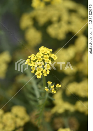 Milly Rock Yellow Terracotta Yarrow 128382676