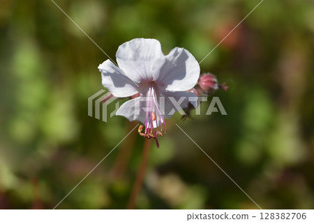 Biokovo Cransesbill 128382706