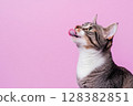 Cat Banner. Happy Feline Looking Left. Surprised Adorable Gray Cat with Silly Face on Color Studio Background. Poster Placard Design Horizontal. Copy Space for Text, Logo. For Ad Promo. Goods For Pets 128382851