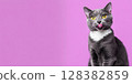 Cat Banner. Happy Feline Looking Left. Surprised Adorable Gray Cat with Silly Face on Color Studio Background. Poster Placard Design Horizontal. Copy Space for Text, Logo. For Ad Promo. Goods For Pets 128382859