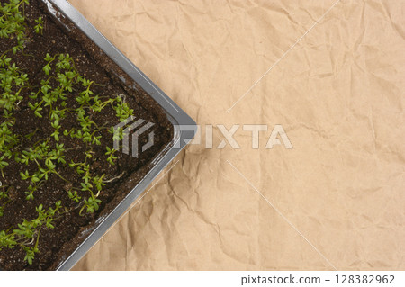 Young cress seedlings Young cress seedlings 128382962