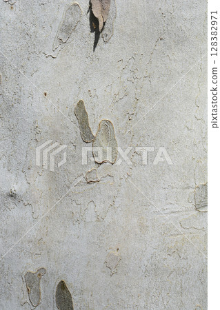 London plane London plane 128382971