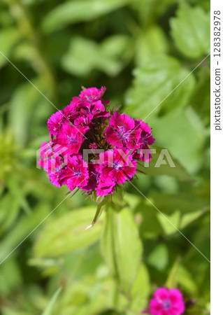 Sweet William Sweet William 128382978