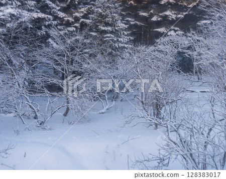 Snowy Forest in Hokkaido, Japan Snowy Forest in Hokkaido, Japan 128383017