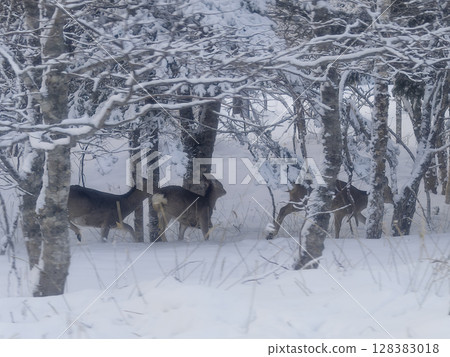 Yezo sika deer walking in snowy forest, Hokkaido 128383018