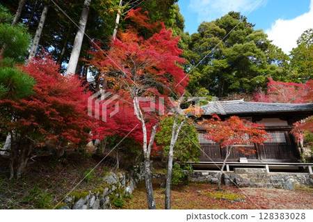 Autumn leaves of maple trees at Myo-o Hall, Jingoji Temple Autumn leaves of maple trees at Myo-o Hall, Jingoji Temple 128383028