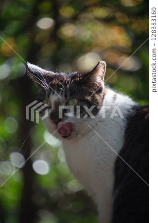 A stray cat with a brown tabby pattern and a spotted cat pattern licking its lips and a bokeh ball 128383160