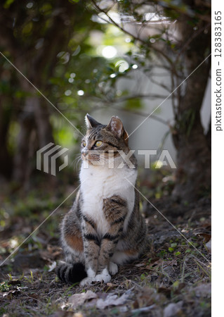 一隻棕色虎斑和孟加拉豹紋的流浪貓直立坐著 一隻棕色虎斑和孟加拉豹紋的流浪貓直立坐著 128383165