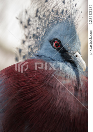 Close-up of Victoria Crowned Pigeon Close-up of Victoria Crowned Pigeon 128383183