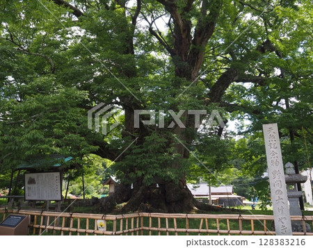Ozama的偉大Zelkova Ozama的偉大Zelkova 128383216