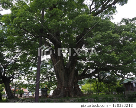 Ozama的偉大Zelkova 128383218