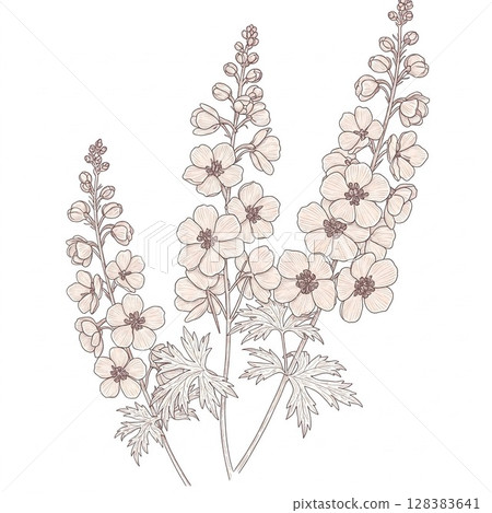 夏季、六月、七月、八月花卉飛燕草（日文名：Hiensou）的單色手繪插圖 128383641
