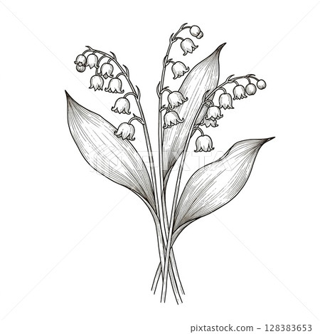 May: Monochrome hand-drawn illustration of spring flowers: Lily of the valley (also known as lily of the valley) 128383653