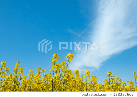 藍天白雲環繞的油菜花田 128383662