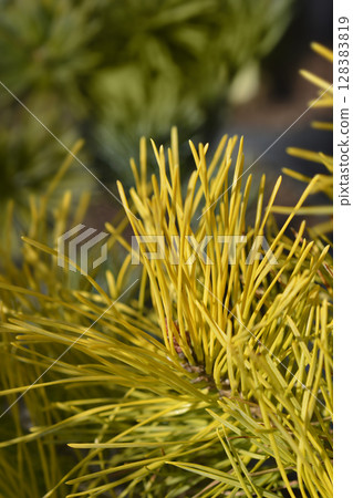 Woltings Gold Scots pine Woltings Gold Scots pine 128383819