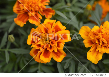 French marigold French marigold 128383834