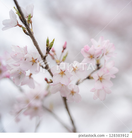 Cherry petals Cherry petals 128383912