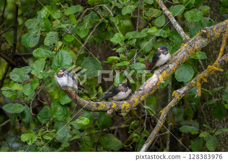 Beautiful young nestlings barn swallows (Hirundo rustica) on a tree brunch. Beautiful young nestlings barn swallows (Hirundo rustica) on a tree brunch. 128383976