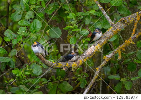 Beautiful young nestlings barn swallows (Hirundo rustica) on a tree brunch. Beautiful young nestlings barn swallows (Hirundo rustica) on a tree brunch. 128383977