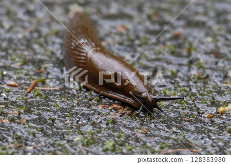 Close-up of the brick-red, dirty orange or brown Spanish slug (Arion vulgaris or Arion lusitanicus) on the ground in summer. Close-up of the brick-red, dirty orange or brown Spanish slug (Arion vulgaris or Arion lusitanicus) on the ground in summer. 128383980