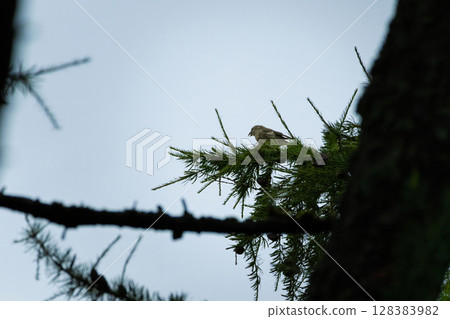 Red crossbill (Loxia curvirostra) a small passerine bird 128383982