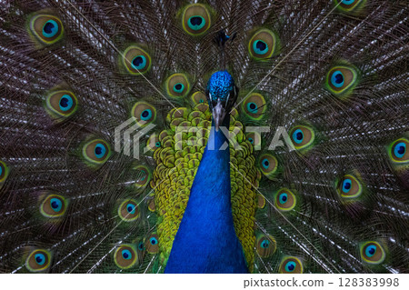 Proud male Asian peacock shows his plumage 128383998