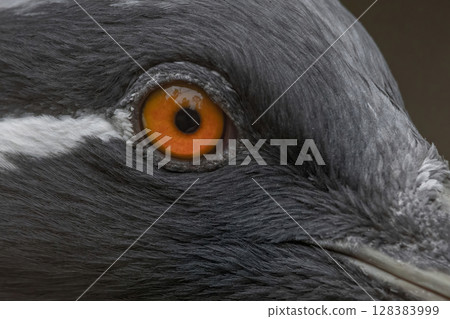 Close up detail profile portrait of beautiful Demoiselle Crane, 128383999