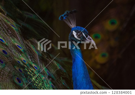 Proud male Asian peacock shows his plumage 128384001