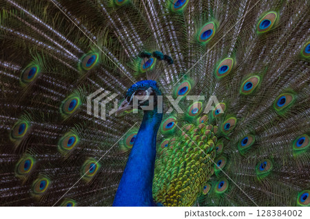 Proud male Asian peacock shows his plumage Proud male Asian peacock shows his plumage 128384002