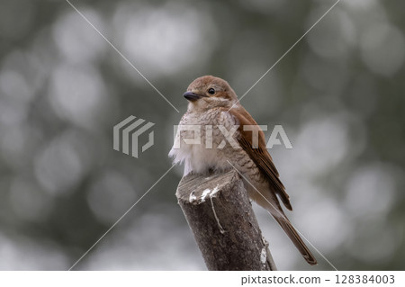 Female red-backed shrike sitting on branch 128384003