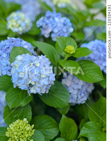 Hydrangeas blending gently into the background 128384191