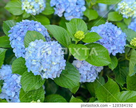 Gentle blooming hydrangea flowers 128384192