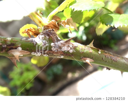 玫瑰介殼蟲,玫瑰害蟲,介殼蟲 玫瑰介殼蟲,玫瑰害蟲,介殼蟲 128384210