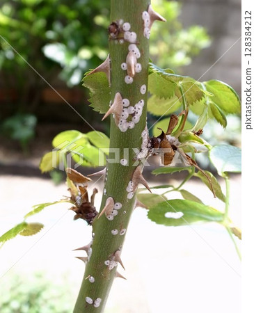 玫瑰介殼蟲，玫瑰害蟲，介殼蟲 128384212