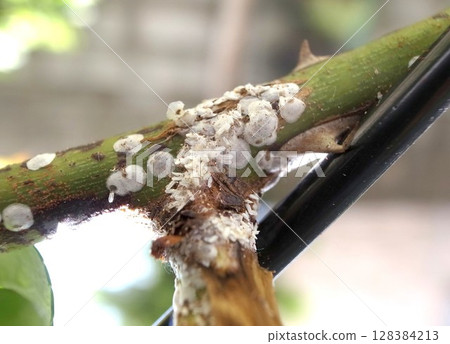 Rose scale insects, rose pests, scale insects Rose scale insects, rose pests, scale insects 128384213