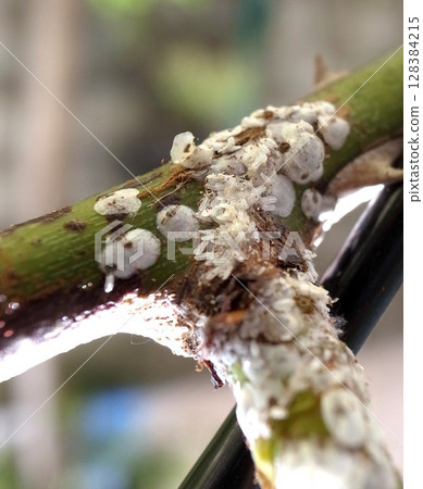 玫瑰介殼蟲，玫瑰害蟲，介殼蟲 128384215