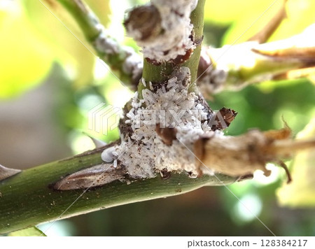 玫瑰介殼蟲，玫瑰害蟲，介殼蟲 128384217