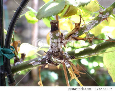 Rose scale insects, rose pests, scale insects Rose scale insects, rose pests, scale insects 128384226