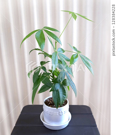 Pakira foliage plant Pakira foliage plant 128384228