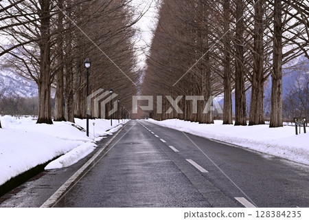 一排的水杉樹木在白雪皚皚的風景 一排的水杉樹木在白雪皚皚的風景 128384235
