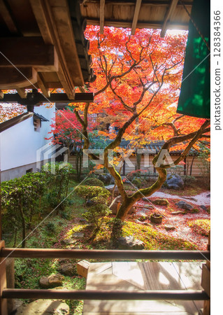 autumn rock garden and maple leaf color view from eikando hall, Kyoto 128384366