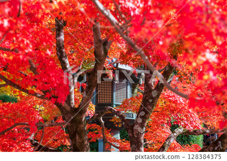 Lantern by red maple leaves in autumn at Shinnyodo temple, Kyoto 128384375
