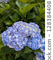 Hydrangea close-up [rainy season material] 128384408