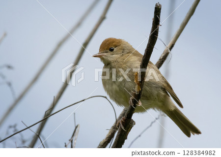 Eurasian blackcap Sylvia atricapilla juvenile portrait sitting on branch of bush. 128384982