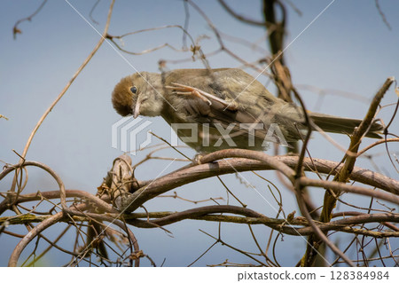 Eurasian blackcap Sylvia atricapilla juvenile portrait sitting on branch of bush. 128384984