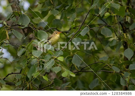 a melodious warbler is sittiing on a branch 128384986