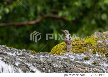 The Eurasian wryneck (Jynx torquilla) sitting on the dry trunk with dark green background. The Eurasian wryneck (Jynx torquilla) sitting on the dry trunk with dark green background. 128384993